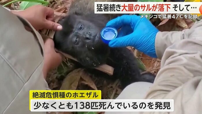 メキシコで重度の脱水症状などで少なくとも138匹のホエザルが死んだ