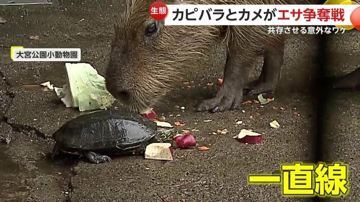 エサに一直線のカメ