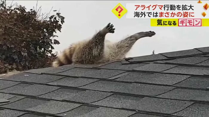 屋根に刺さったアライグマ(Liddle Rascals Wildlife Control Inc)