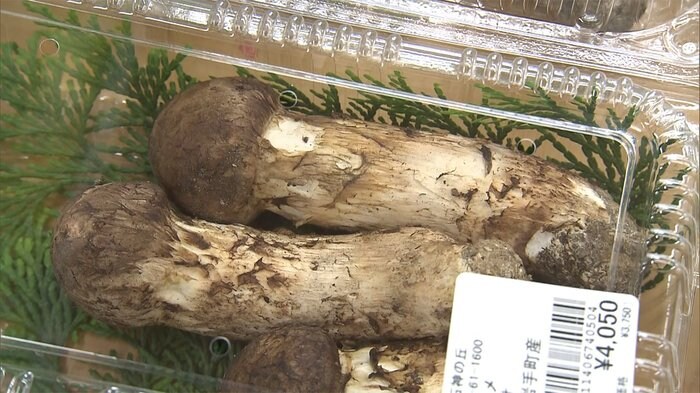 マツタケが季節外れの豊作 秋の味覚が...