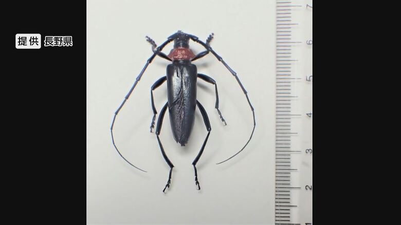 「今が勝負の時」外来カミキリ“クビアカ”が長野県内で拡大　モモやプルーンの木を食い荒らし枯らせる恐れ「伝統のある果樹の産地がなくなってしまうのは心配」　県が防除用の「農薬」を配布｜FNNプライムオンライン