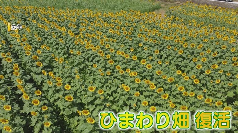 20万本のヒマワリ 5年ぶりに復活 一度は途絶えた父のヒマワリ畑 息子が「ヒマワリ油」で賑わい継続へ【福岡発】｜FNNプライムオンライン