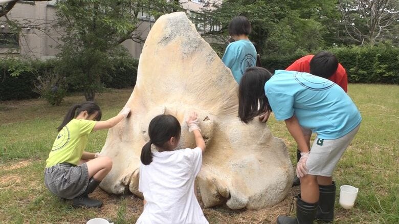 “クジラの学校”に通う児童 漂着した“マッコウクジラの骨”を洗浄！「ザラザラしている」油汚れに苦戦も懸命にお手伝い 新潟・上越市｜FNNプライムオンライン