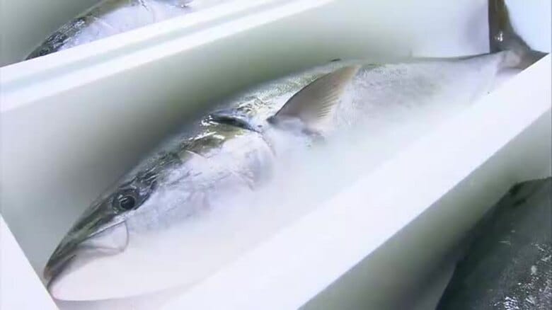 長崎県の魚介類の輸出額が過去最高を更新！注目は「活ブリ」刺身を食べる文化の韓国にすべて輸出 価格高騰で輸出額は前年比1.5倍｜FNNプライムオンライン