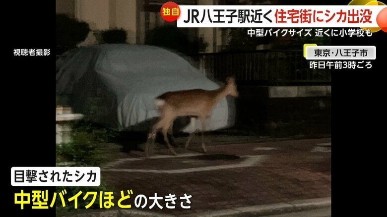 「車道に飛び出してきて…」八王子駅近くに野生のシカ出没！住宅街を疾走し住民騒然　群れからはぐれたか？専門家「むやみに近づくな」｜FNNプライムオンライン