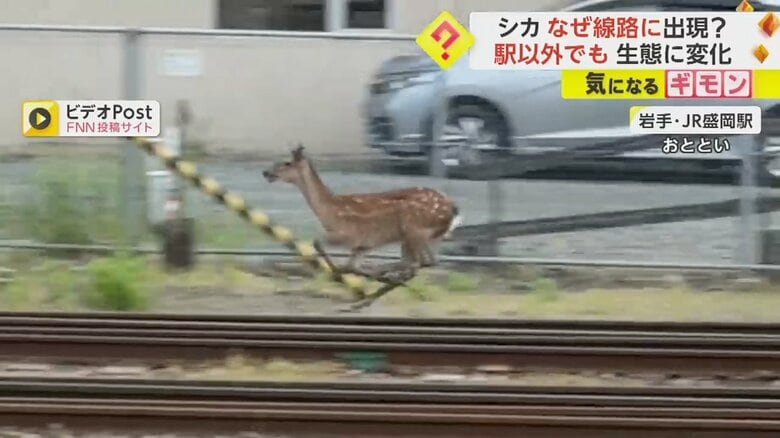 【鹿と線路の関係】野生シカがJR盛岡駅線路内に…北海道では列車と衝突相次ぎ減速運転　レールなめて「鉄分補給」か｜FNNプライムオンライン