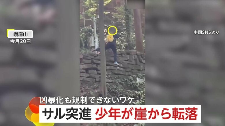 &quot;西遊記”の山でサルが“やりたい放題”大暴れ…少年が襲撃され崖から転落　凶暴化も法律により規制できず　中国・四川省｜FNNプライムオンライン