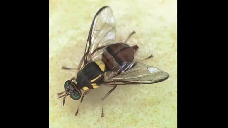 県内で4年ぶりに重要病害虫「ミカンコミバエ」確認【佐賀県】｜FNNプライムオンライン