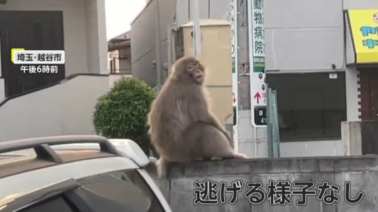 【衝撃】「ついてくる」左手のないサルが“二足歩行”で横断歩道渡る…埼玉で相次ぎ目撃され取材陣も遭遇！「子どもが散歩してるのかと…」｜FNNプライムオンライン