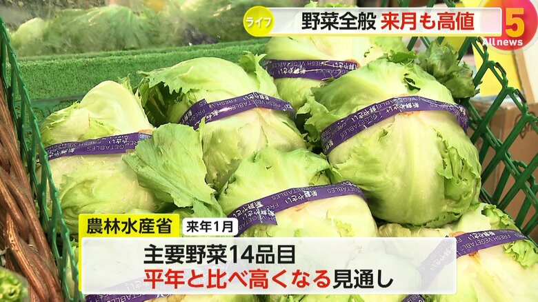 主要野菜14品目が平年より高値　干ばつ被害でキャベツ価格“3倍”に…「レンコン」など正月商品も早めの購入を　農水省「年明けも高騰続く」｜FNNプライムオンライン