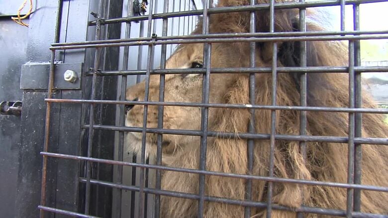 【突然の発表】動物たちは今後どうなるの？“日本一危険な動物園”ノースサファリサッポロが9月末までに閉園へ…違法建築で20年近く営業「大型動物も準備が整ったら移動させていく」｜FNNプライムオンライン