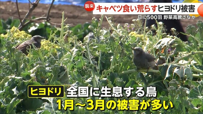 高騰キャベツ食い荒らす“ヒヨドリ”被害「今年は特にひどい」農家を悩ます大群襲来…夏の暑さで木の実少なく人里に　大分・日出町｜FNNプライムオンライン