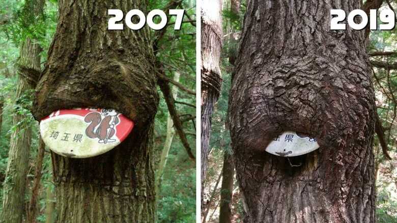 木が“看板”を飲み込んでいく…12年前との比較写真が話題に　専門家に理由を聞いた