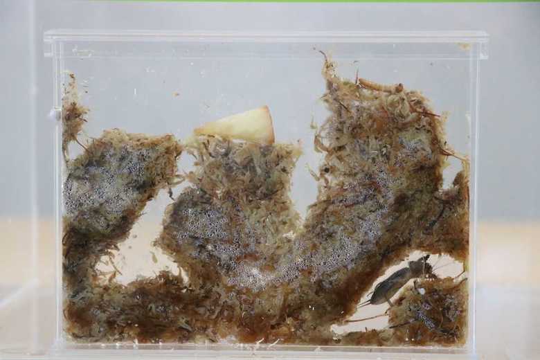 芝に混ざっていたケラ 提供:公益財団法人東京動物園協会
