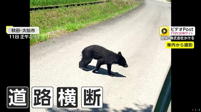 チラチラと撮影者を見ながら、のしのしと道路を横断する子グマ