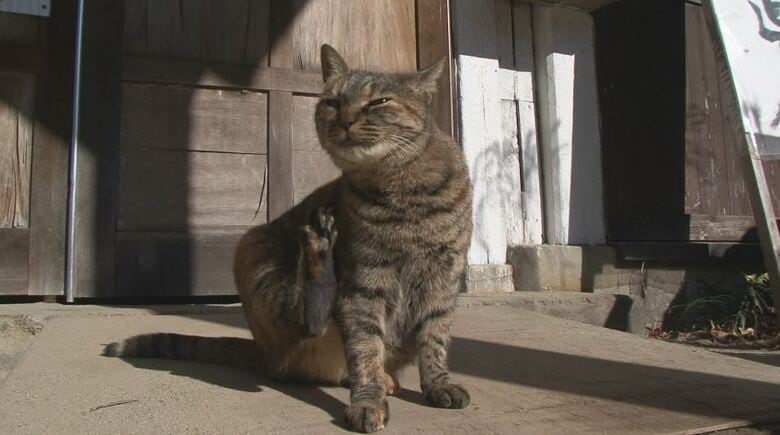 猫校長　高峰（2011年取材）