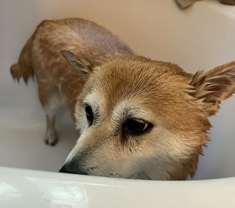 洗うとちょっと細長くなる