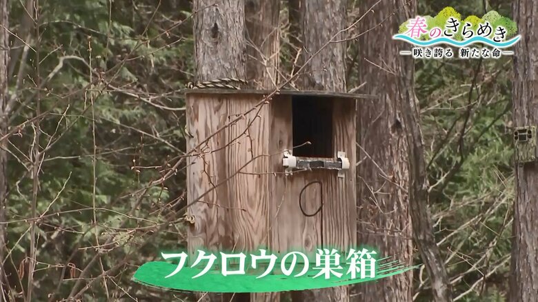 フクロウの巣箱（岩手・紫波町赤沢地区 4月）