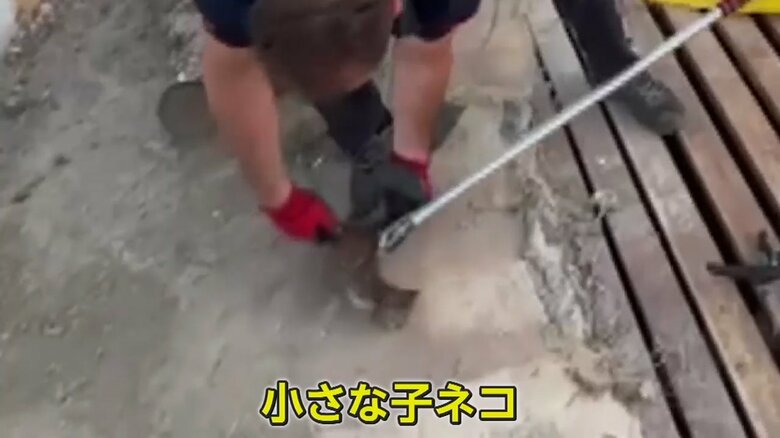 排水溝の中から、小さな子ネコが救助された