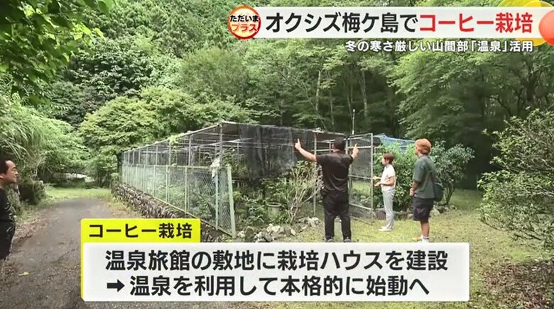 コーヒー栽培用のハウス