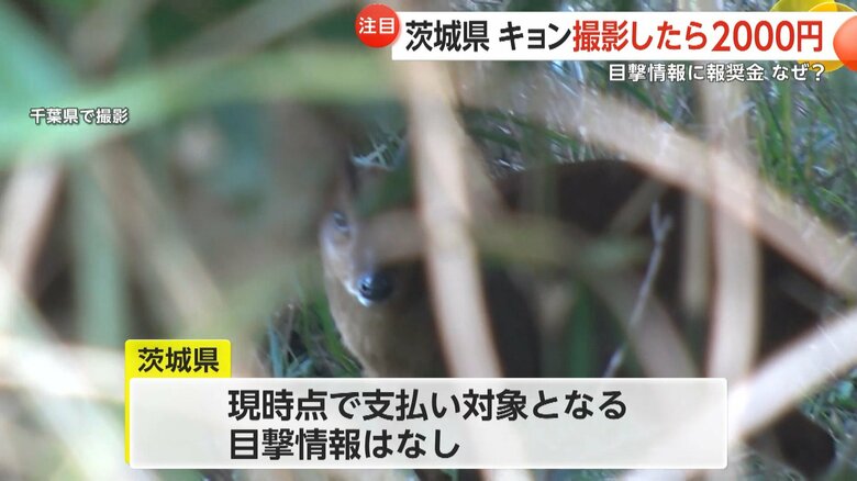 6月10日時点で支払い対象となる目撃情報はないという