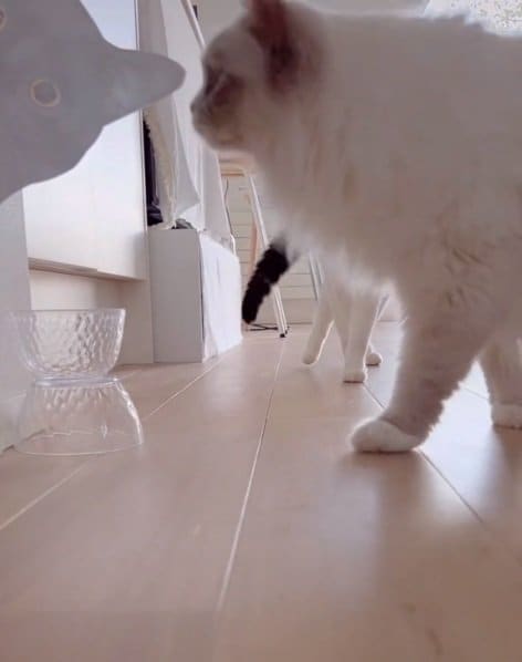 迷わず近寄り…