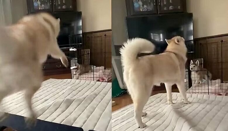 生後2カ月のイチくんがケージ内でイタズラすると、ココちゃんが飛んできて注意