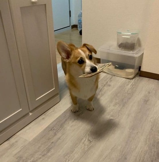 キョトン顔の銀太くん