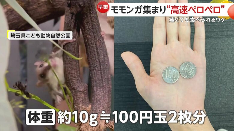 小さいチビフクロモモンガ（提供：埼玉県こども動物自然公園）