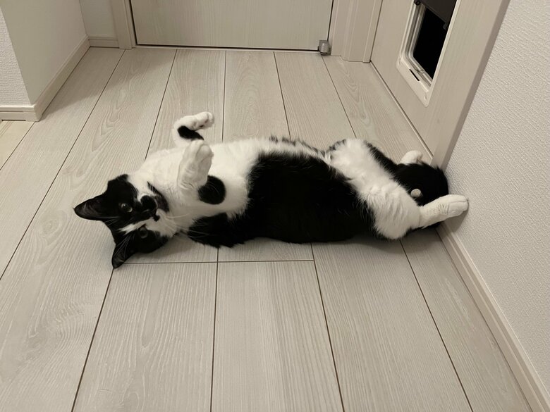 提供：卵山玉子先生