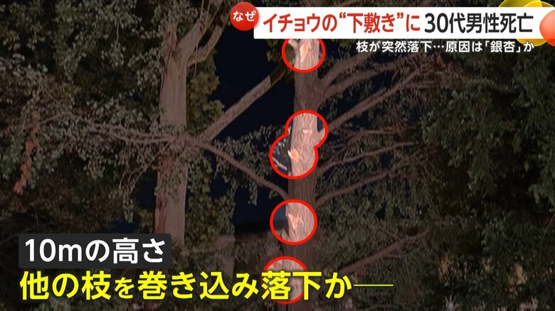 木の枝が6カ所ほど折れていた