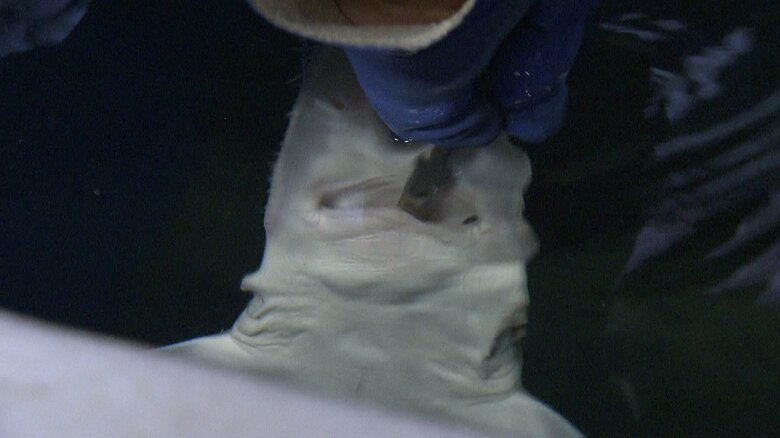 喉の奥へ　直接エサを落としている