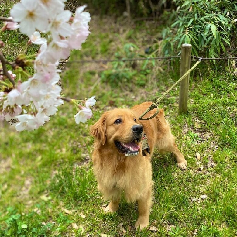 桜を見上げている