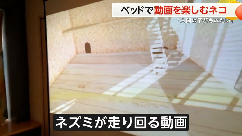 メグちゃんの視線の先にあったネズミが走り回る動画