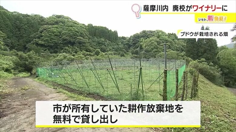 ブドウの栽培が行われる畑は市所有の耕作放棄地