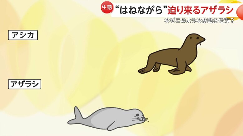 アシカは前足を使って4足で歩くが、アザラシは前足が短いため、イモムシのように腰を上下に動かしながら進む