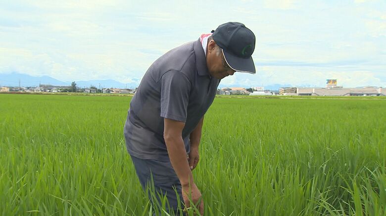 電気代高騰が田んぼに影響…