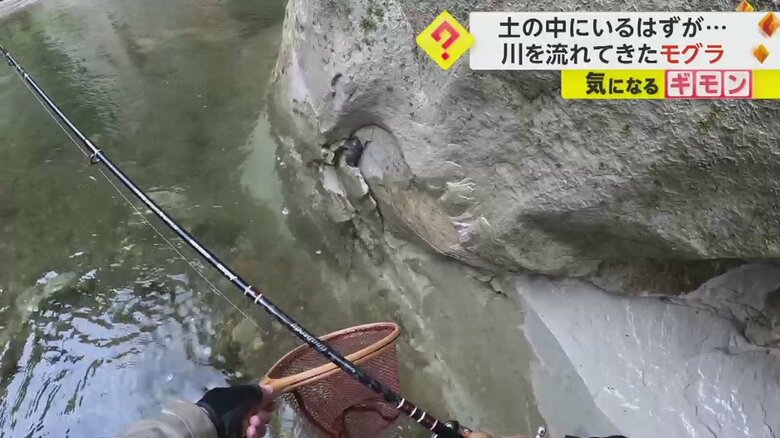 釣りで使用していたタモに向かって泳いでくるモグラ①