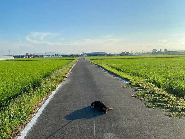 提供：柴犬むさしとこじろうさん