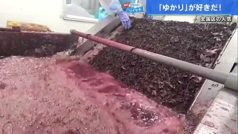 塩蔵赤しその洗浄