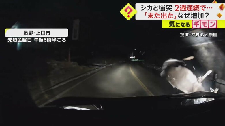 車にぶつかった衝撃で飛んでいくシカ