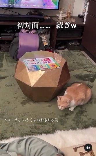 提供：たーにゃ。さん