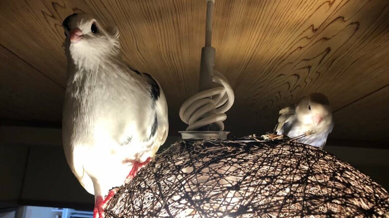 幸生くんと寿珠ちゃん（提供：ららこさん）