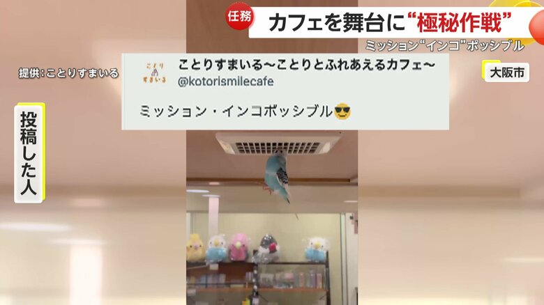 “大バズり中”となっている小鳥とふれあえるカフェで撮影された映像