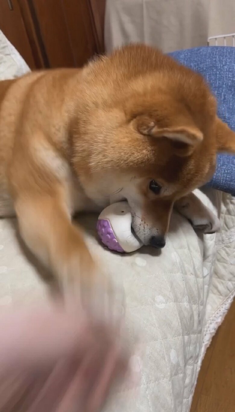 飼い主さんを観察して