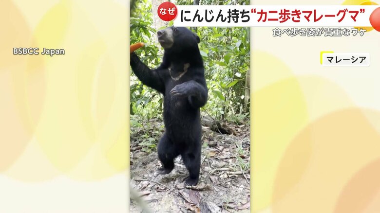 二足歩行で食べ歩き中のマレーグマ・ロモリナちゃん
