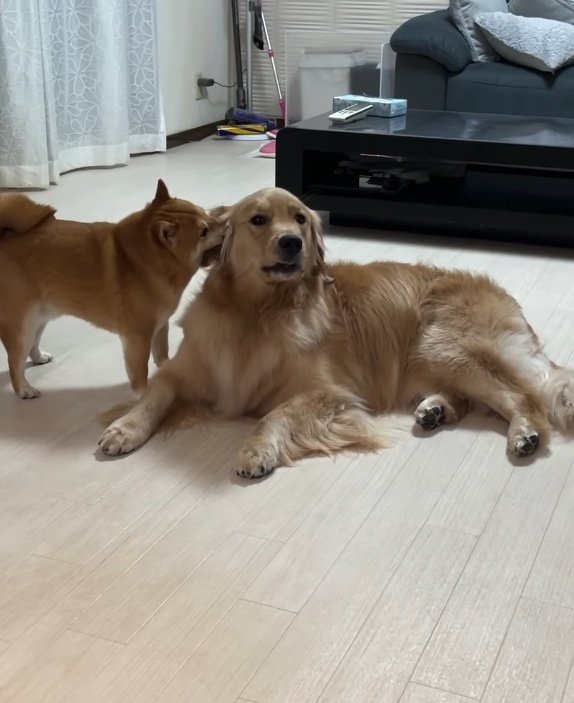 提供：うにandおからさん