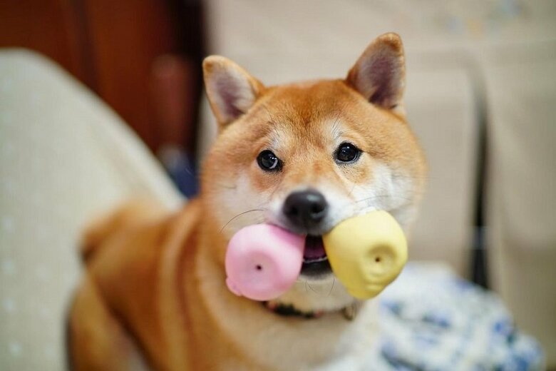 ボール2つ持ちのきなこちゃん