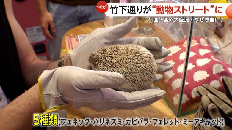 「原宿かわいい動物園」で触れ合えるハリネズミ