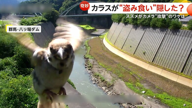 ダムを映すカメラにスズメが突撃してくる一部始終③